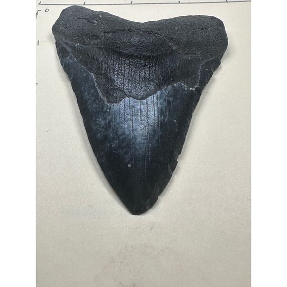 ~4.15” Genuine Megalodon Tooth : Venice Beach FL.